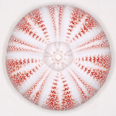 Sea Urchin - Coral
